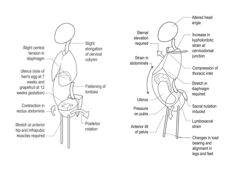 Kinematics Blog Osteopath During Pregnancy Osteo Richmond